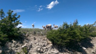 Mountain goats on the slopes of Washburn