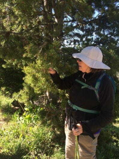 Laura and her Whitebark pine