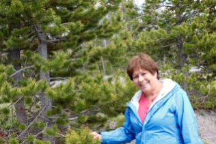 Lynn and her new favorite tree, the lodgepole pine