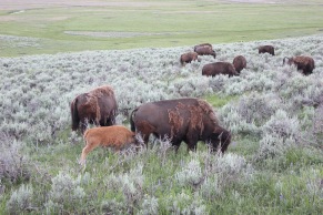 Bison were spotted